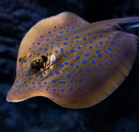 Cairns Aquarium Tour by Twilight with Drink and Appetiser - Attractions Perth