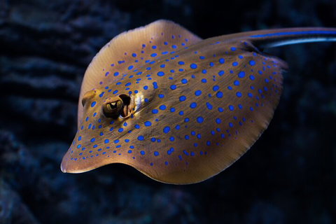 Cairns Aquarium Tour By Twilight With Drink And Appetiser - Attractions Perth 0