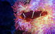Cairns Aquarium Tour By Twilight With Drink And Appetiser - thumb 5