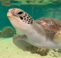 Cairns Aquarium Marine Life Encounter Ticket with 2-Course Lunch - Attractions Perth
