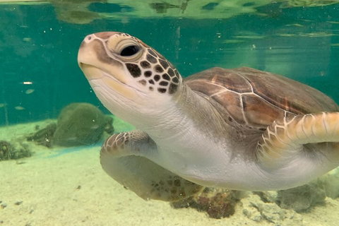 Cairns Aquarium Marine Life Encounter Ticket With 2-Course Lunch - Attractions Perth 0