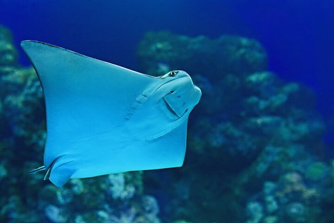 Cairns Aquarium Marine Life Encounter Ticket With 2-Course Lunch - Attractions Perth 4