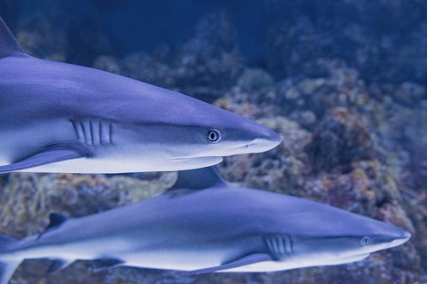 Cairns Aquarium Dive With The Sharks - Attractions Perth 1