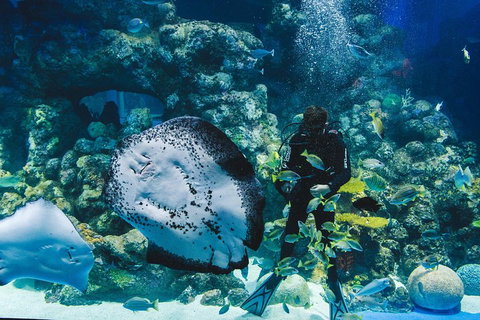 Cairns Aquarium Dive With The Sharks - Attractions Perth 2