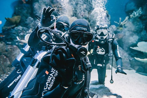 Cairns Aquarium Dive With The Sharks - Attractions Perth 3