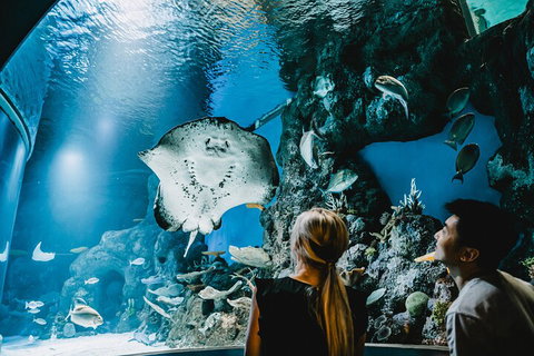 Cairns Aquarium Dive With The Sharks - Attractions Perth 4
