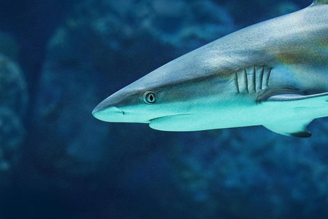 Cairns Aquarium Dive With The Sharks - Attractions Perth 5