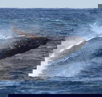 Whale Watching by Sea World Cruises - Attractions Perth