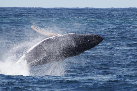 Whale Watching By Sea World Cruises - Attractions Perth 0
