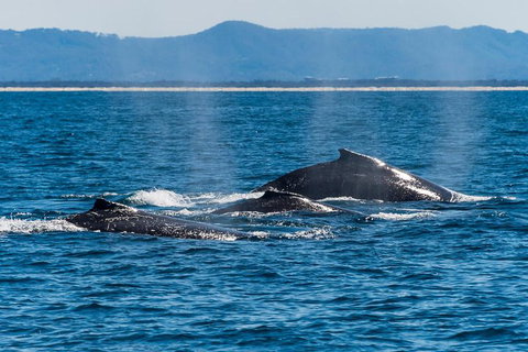 Whale Watching By Sea World Cruises - Attractions Perth 4
