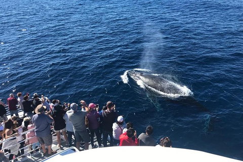 Whale Watching By Sea World Cruises - Attractions Perth 5