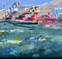 Outer Reef Pontoon Experience from Cairns - Attractions Perth
