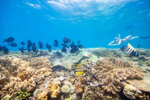 Outer Reef Pontoon Experience From Cairns - Attractions Perth 4