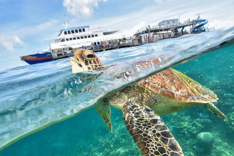 Outer Reef Pontoon Experience From Cairns - Attractions Perth 5
