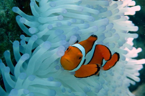 Seastar Luxury Outer Great Barrier Reef Island And Reef Tour From Cairns - Attractions Perth 0