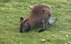 Cradle Mountain Day Tour From Launceston Including Lunch - thumb 5