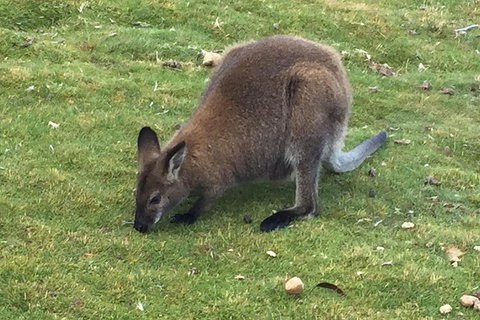 Cradle Mountain Day Tour From Launceston Including Lunch - Attractions Perth 5