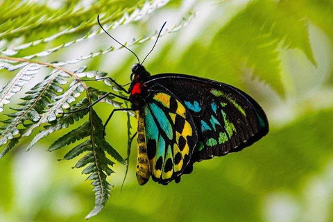 Private Daintree And Cape Tribulation Tour From Port Douglas - Attractions Perth 2