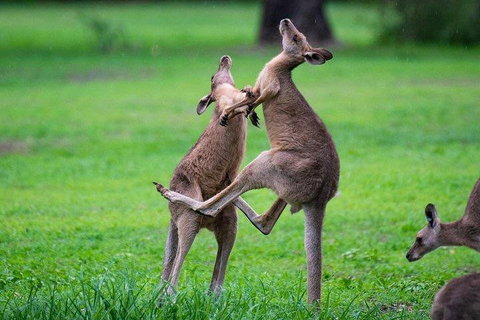 Private Daintree And Cape Tribulation Tour From Port Douglas - Attractions Perth 4