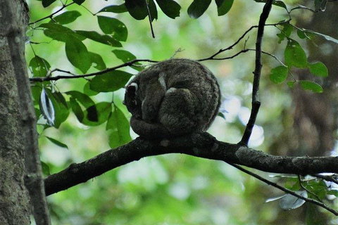 Private Daintree And Cape Tribulation Tour From Port Douglas - Attractions Perth 5