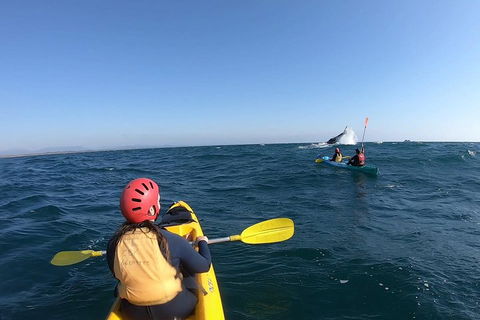 Kayaking With Dolphins In Byron Bay Guided Tour - Attractions Perth 3