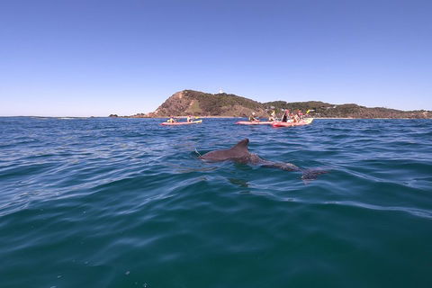 Kayaking With Dolphins In Byron Bay Guided Tour - Attractions Perth 5