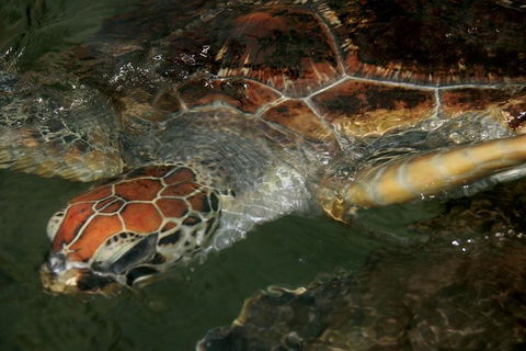 Cape Leveque 4WD Tour From Broome With Optional Return Flight - Attractions Perth 2