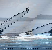 Hervey Bay Whale Watching Cruise - Attractions Perth