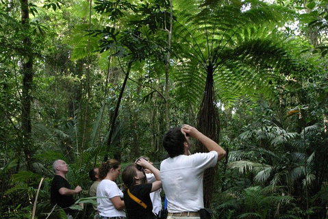 Atherton Tablelands Rain Forest By Night From Cairns - Attractions Perth 3
