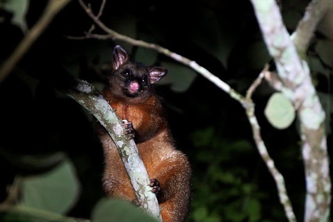 Atherton Tablelands Rain Forest By Night From Cairns - Attractions Perth 4