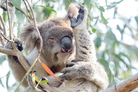 Great Ocean Road Reverse Itinerary With 12 Apostles From Melbourne - Attractions Perth 1
