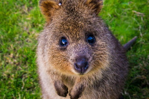 Blue Mountains Sunset Tour | Kangaroos & Koala Encounter (Private Tour) - Attractions Perth 1