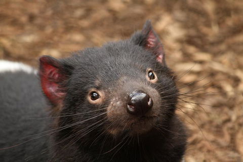 Day Tour In Mt. Field, Mt. Wellington, Bonorong Wildlife Sanctuary And Richmond - Attractions Perth 4