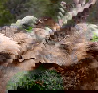 Melbourne Zoo General Entry Ticket - Attractions Perth