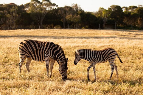 Sunset Safari At Werribee Open Range Zoo - Attractions Perth 3