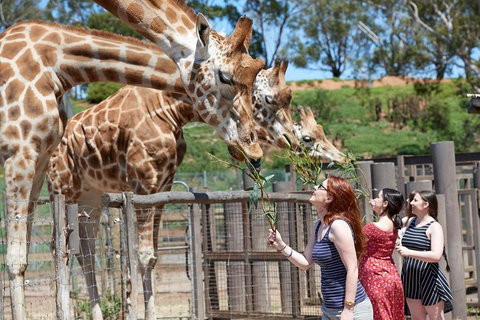 Slumber Safari At Werribee Open Range Zoo - Attractions Perth 3