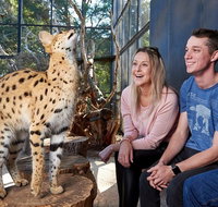 African Cat Encounter at Werribee Open Range Zoo - Attractions Perth