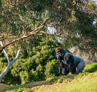 Early Morning Savannah Experience - Attractions Perth
