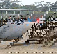 Off-Road Safari at Werribee Open Range Zoo - Attractions Perth