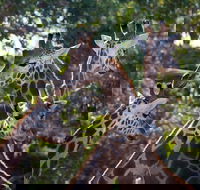 Werribee Open Range Zoo General Admission Ticket - Attractions Perth