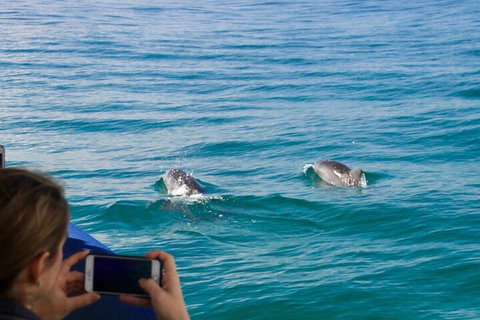 Julian Rocks Byron Bay Cruise - Attractions Perth 1