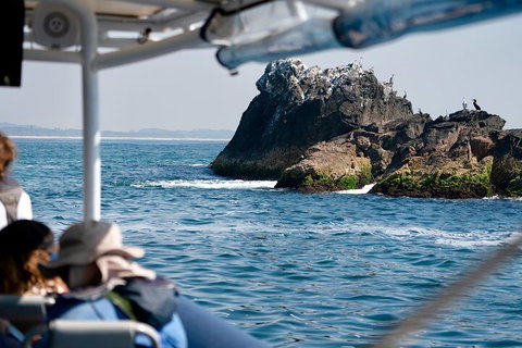 Julian Rocks Byron Bay Cruise - Attractions Perth 2