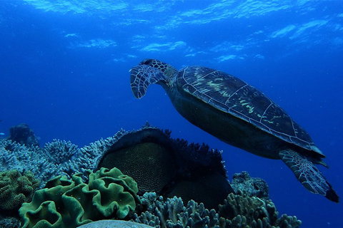3 Day Whitsundays Sailing And Diving Adventure: Kiana - Attractions Perth 2