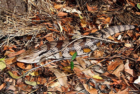 Hartley's Crocodile Adventures General Entry Ticket - Attractions Perth 5