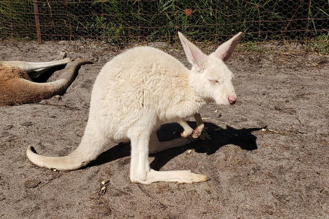 Very Best Of Perth Tour - Wildlife Park & City Highlights Tour - Attractions Perth 3