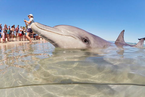 7-Day Exmouth Explorer Via Pinnacles Monkey Mia Ningaloo Reef Returning To Perth - Attractions Perth 1