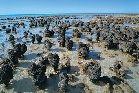 7-Day Exmouth Explorer Via Pinnacles Monkey Mia Ningaloo Reef Returning To Perth - Attractions Perth 3