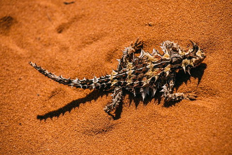 4-Day Coastal Loop Via Monkey Mia Wild Dolphins Kalbarri Pinnacles Perth Return - Attractions Perth 5