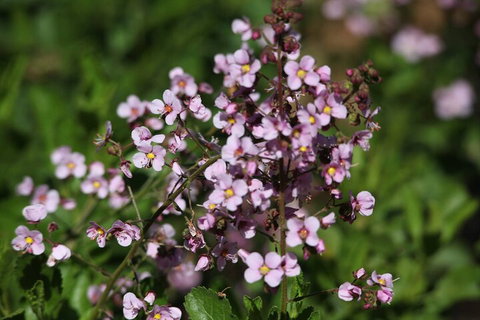 Pinnacles Sunset Dinner And Stargazing Experience A Small Group Tour - Attractions Perth 2