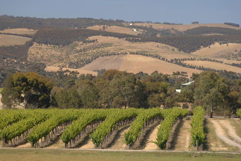 McLaren Vale And Glenelg Wine Tasting And Sightseeing (Half-day Afternoon) - Attractions Perth 2
